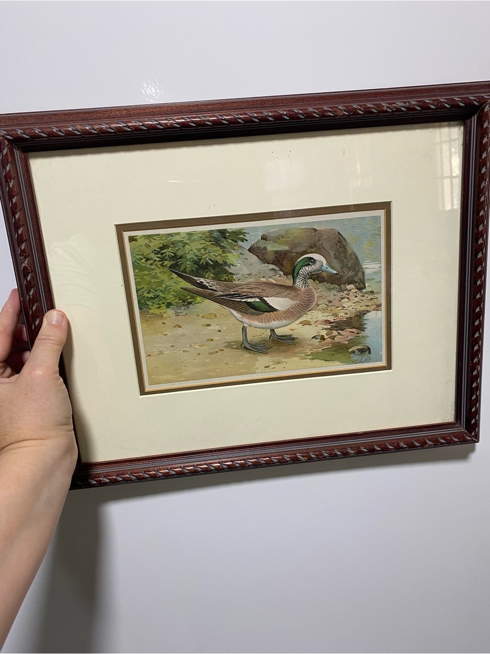 Vintage Duck picture Framed Wall Art in Brown and Cream